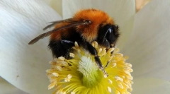 Bumblebee